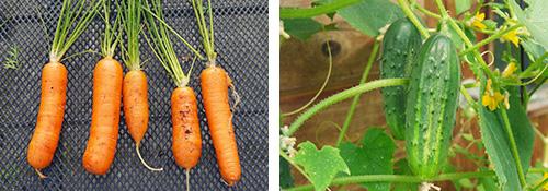 Wortels Scarlet Nantes en komkommer Arkansas little leaf