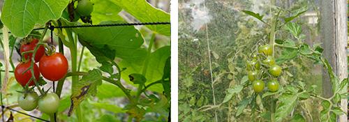 Tomaten in september: honingzoet en hopen dat ze nog rijpen!
