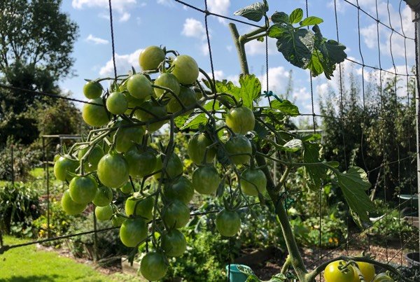 Toppen van tomatenplanten in september