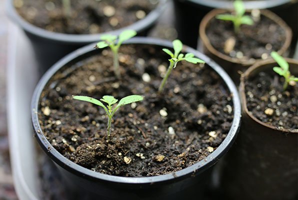 Tomaten Zaailingen overzetten in potjes Makkelijke Moestuinmix