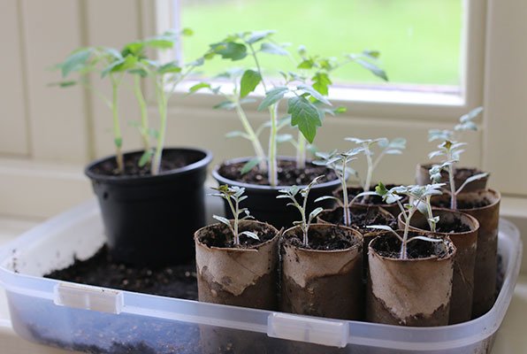 Tomatenplantjes in WC-rolletjes en in potjes