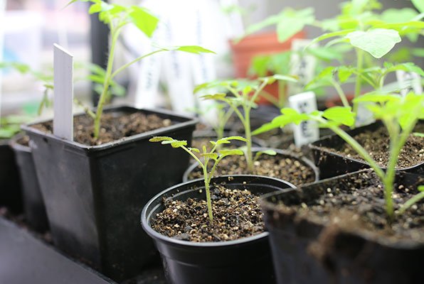 De net verplantte tomatenplantjes