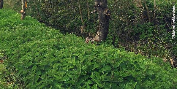 Brandnetels in de tuin voor brandnetelgier