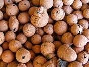 Kleikorrels