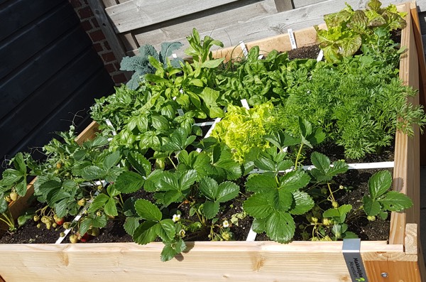 Birgit's moestuinbak eind mei
