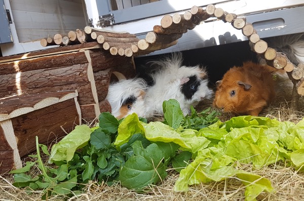 Cavia's eten mee uit Makkelijke Moestuinbak