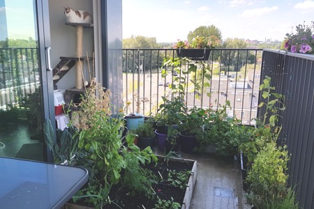 Moestuin op een Rotterdams balkon