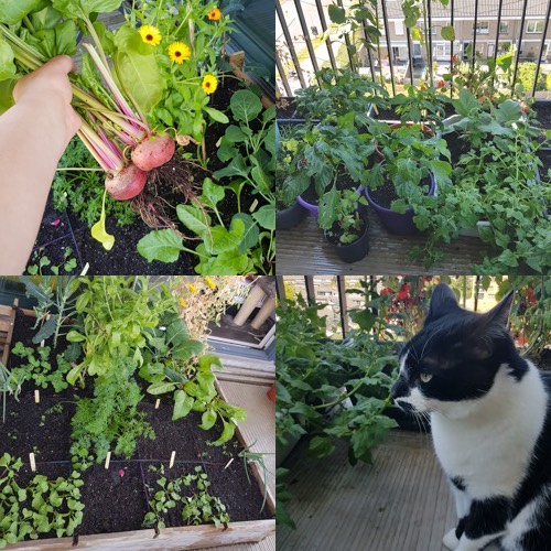 Bieten, kruiden, tomaten en de poes