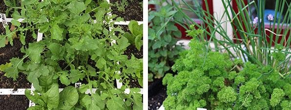 Rucola wordt te groot, peterselie gaat bloeien