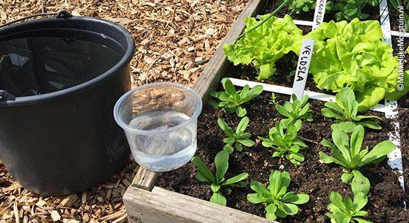 Water geven: met een bakje