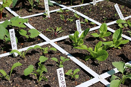 Plantjes op de juiste afstand