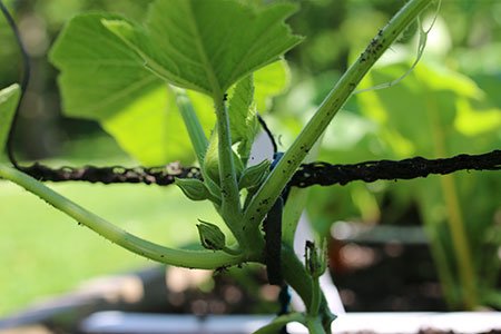 Plantje van klimcourgette aan net vastmaken