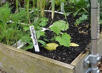 Plant de klimcourgette bij het klimrek
