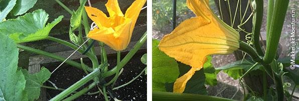 links: mannelijke bloem, rechts: vrouwelijke bloem