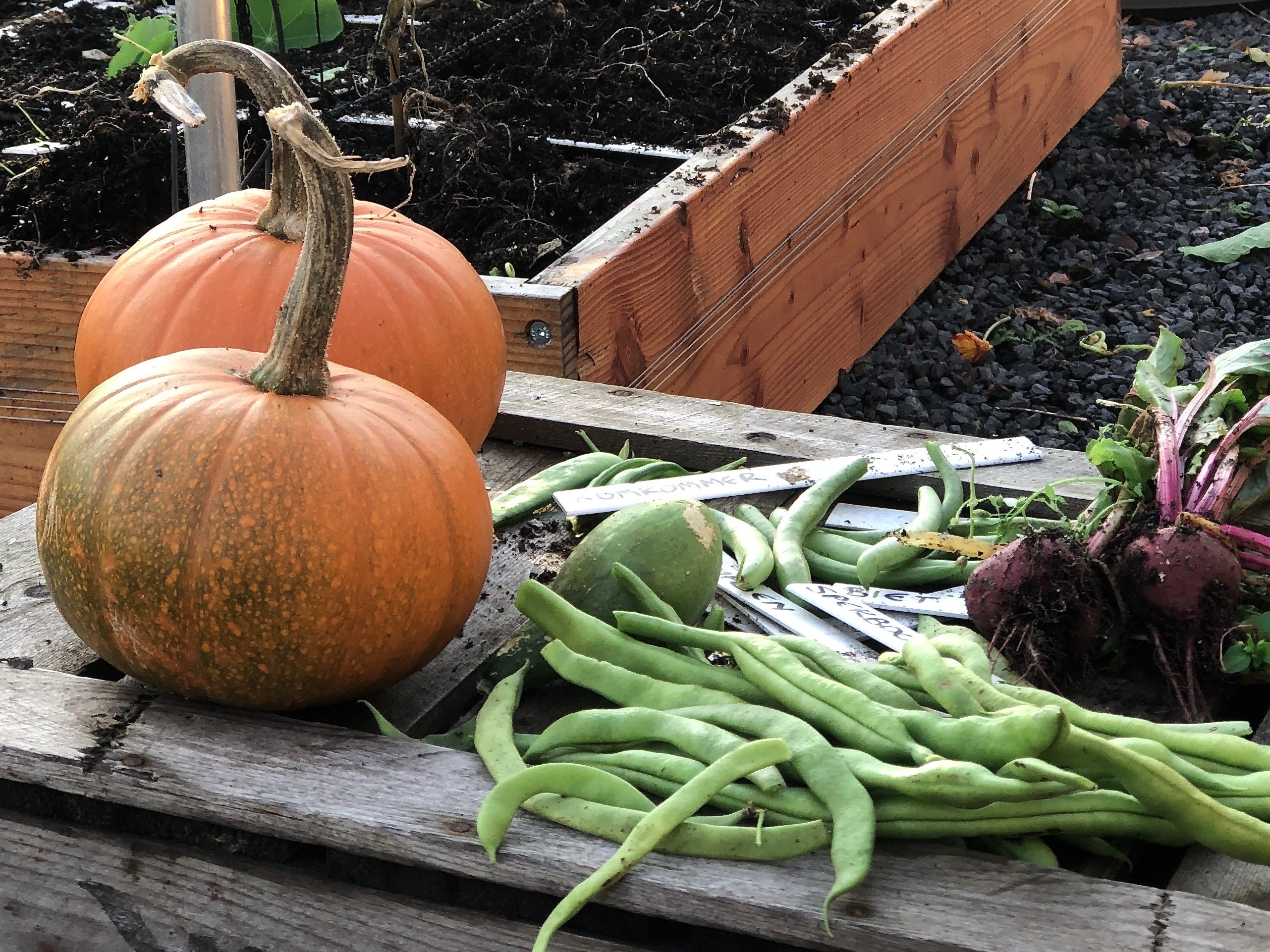 Laatste oogst stokbonen op 10 november 2019