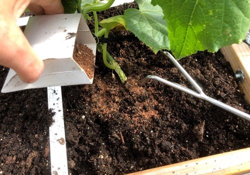 Komkommers geef je tijdens het seizoen nog wat extra Makkelijke Moestuin voeding