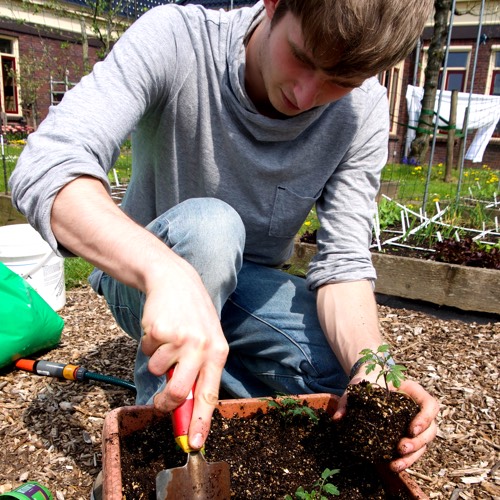 3 tomatenplantjes in een grote pot