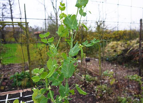 Bloeiende peultjes begin december