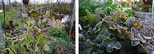 Na de eerste flinke nachtvorst: links courgetteplant, rechts rode pluksla