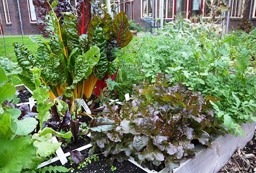 Snijbiet, pluksla, wortels en rucola