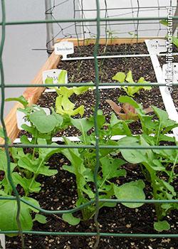 De eerste sla en rucola