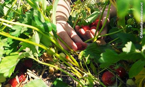 Op jacht in de aardbeienbak