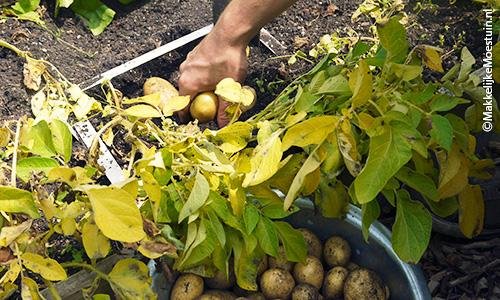 Aardappels oogsten