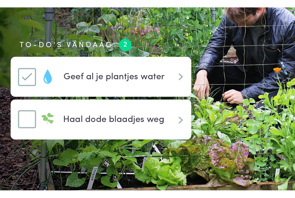 Dagelijkse to-do's voor de moestuin
