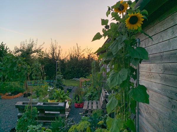 Onze Makkelijke Moestuin aan het einde van een zomerse dag
