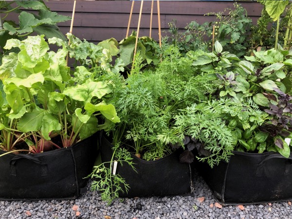 Met Makkelijke Moestuin mini's kan je je groentes iets meer ruimte geven