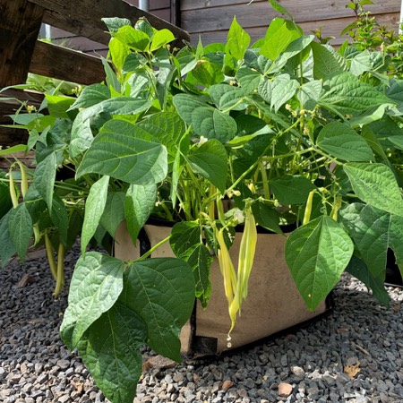 Boterboontjes in een Makkelijke Moestuin mini