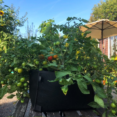 Deze tomaat dijt behoorlijk uit: ideaal voor in een Makkelijke Moestuinmini