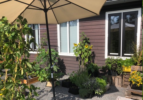 Uit de zon en in de schaduw