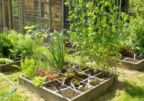 Mijn eerste Makkelijke Moestuin-bakken