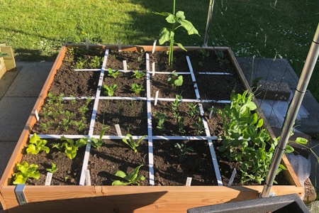 Remy's Makkelijke Moestuin, de zaden komen op