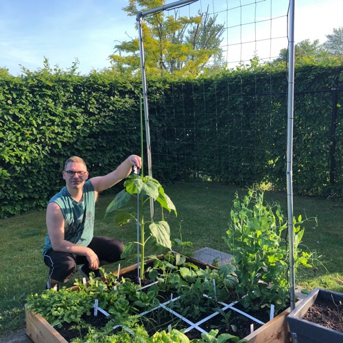 Remy's Makkelijke Moestuin, zonnebloem opmeten