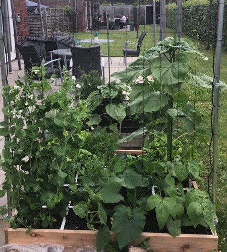 Remy's Makkelijke Moestuin, de achterkant van de bak