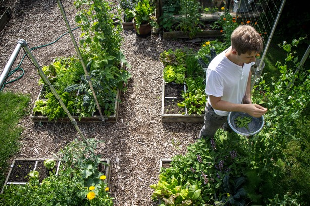 Makkelijke Moestuin succesvolle bakken