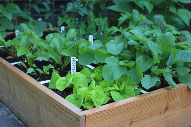 Veel verschillende groentes in een Makkelijke Moestuinbak