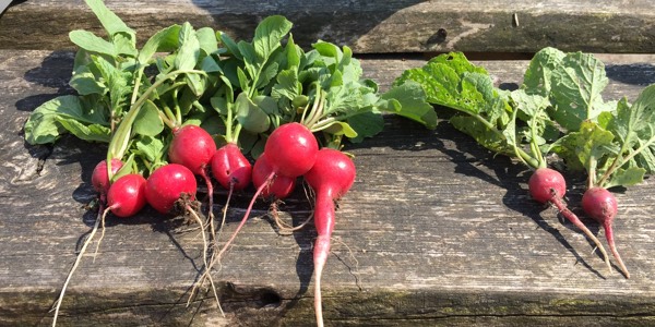 Verschil radijs uit de volle grond en de Makkelijke Moestuinmix