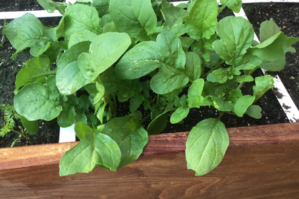 Rucola: klaar om te oogsten