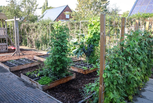 4 Makkelijke Moestuinbakken en 1 voor frambozen