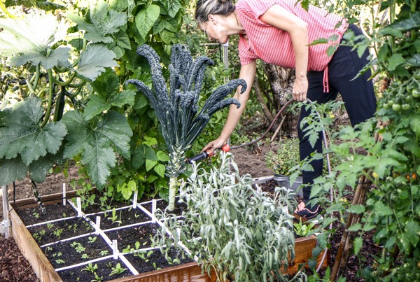 Veel groentes in één Makkelijke Moestuinbak