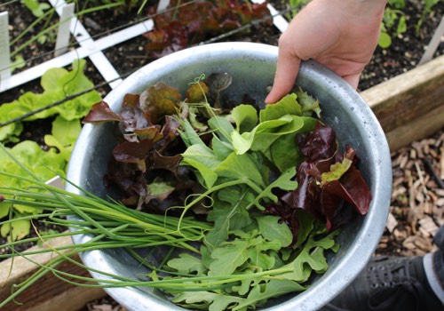 Plukken voor salade uit eigen Makkelijke Moestuin