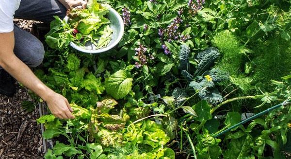 Een Makkelijke Moestuinbak levert megaveel groentes op