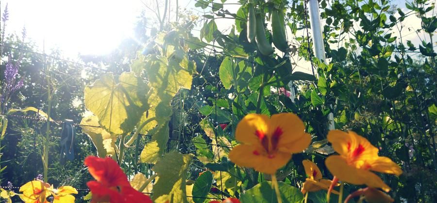Voldoende zonlicht in de moestuin anders groeien je planten niet