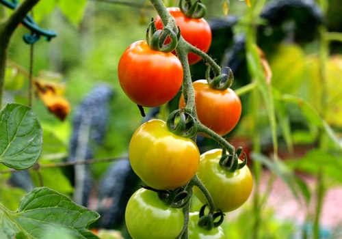 Tomatenplanten hebben meer zon nodig dan kropjes sla