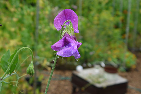 Lathyrus of siererwt