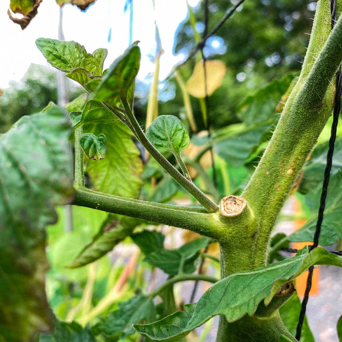 Dieven - of zijtakken - bij tomaten groeien weer terug