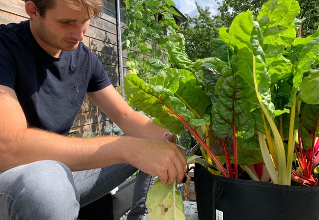 Een Makkelijke Moestuin op mini formaat